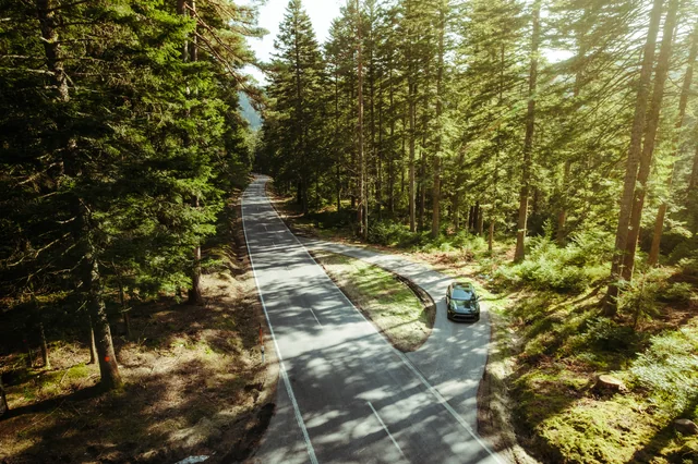 Macan von oben im Wald