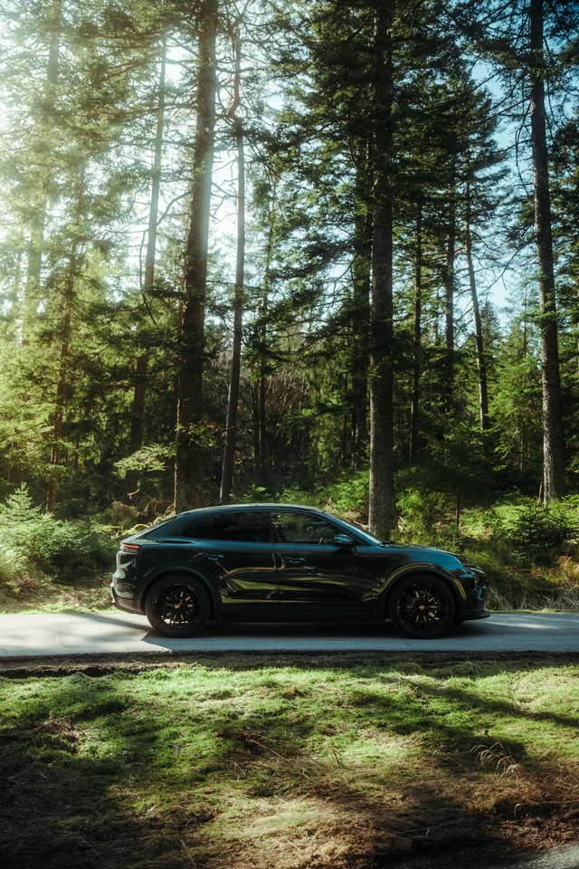 Macan im Seitenprofil im Wald